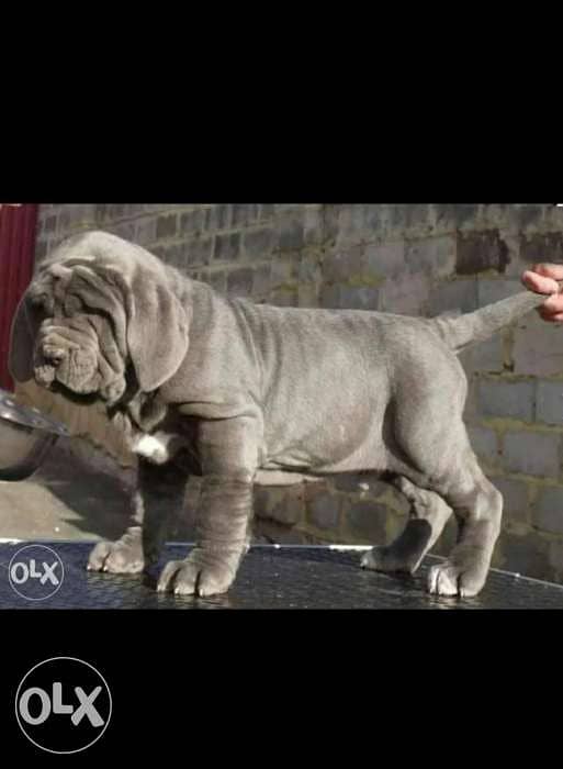 Neapolitan mastiff hot sale olx