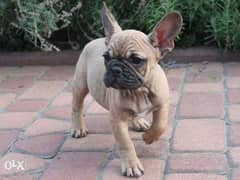 Imported French bulldog Male Full documents 0