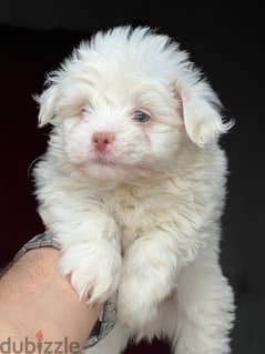havanese puppy pure color eye 0