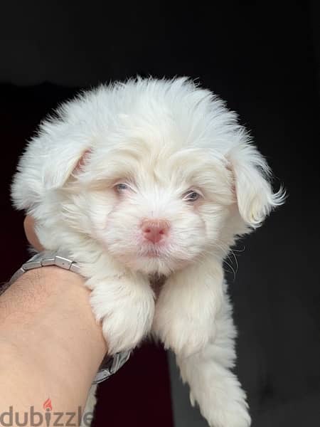 havanese puppy pure color eye 1