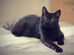 قطة شيرازي بنت ٧ شهور