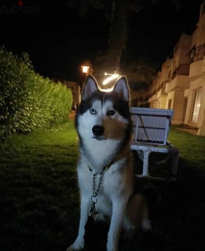 Male Husky (FOR BREEDING)