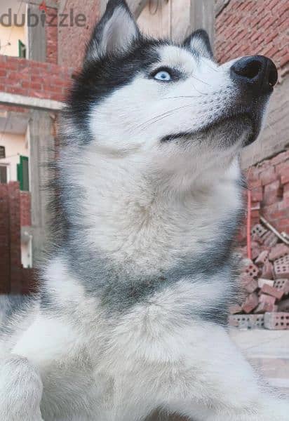 Male Husky (FOR BREEDING) 1