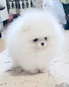 Pomeranian 0