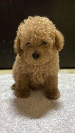 amazing quality Toy Poodle puppies imported parents 0
