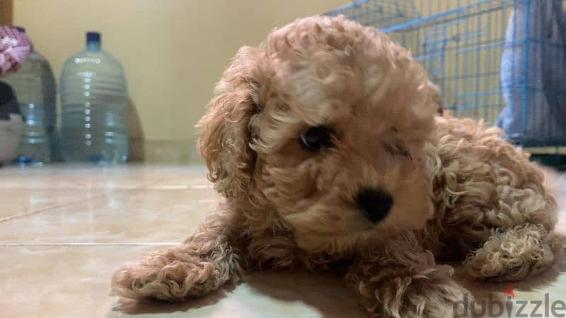 amazing quality Toy Poodle puppies imported parents 1