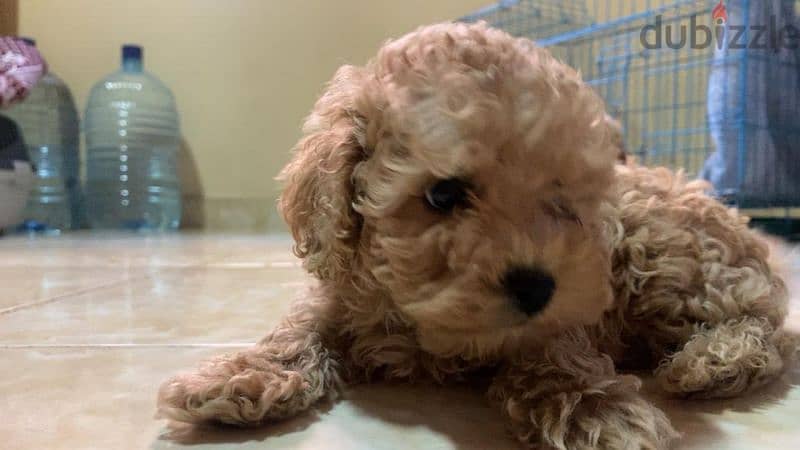amazing quality toy poodle puppies imported parents 1