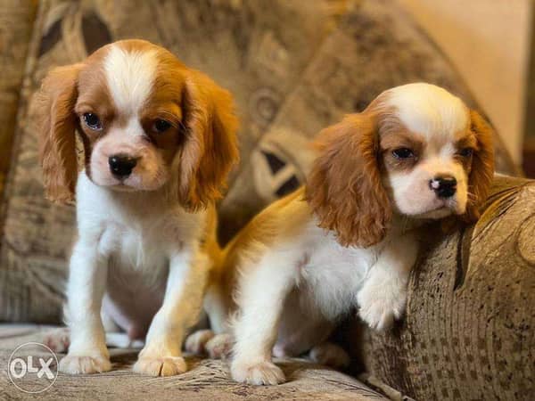 Olx cavalier king charles hot sale spaniel