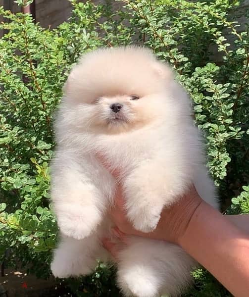 Pomeranian Mini Size Cute Face !!! 1