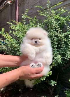 Pomeranian Mini Size Cute Face !!!