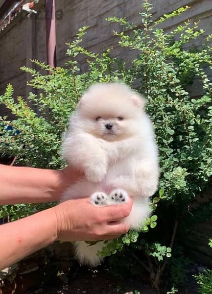 Pomeranian Mini Size Cute Face !!! 0