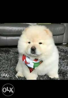 Imported CHOW CHOW Top Quality Best price Full documents from 0