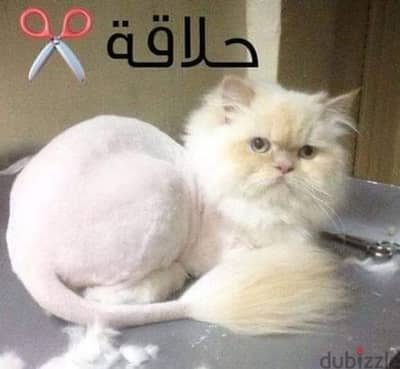قص شعر القطط والكلاب