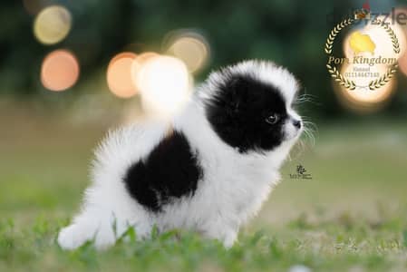 pomeranian panda