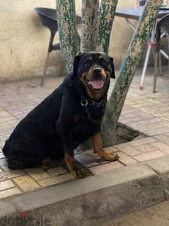 Dog , Rottweiler , female كلاب روت وايلار 0