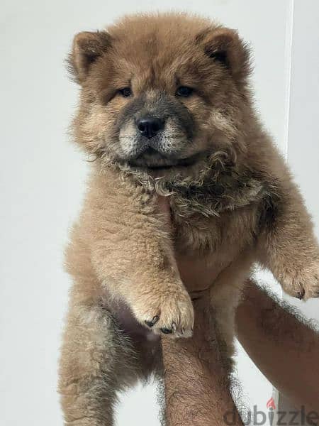 chow chow male puppy 0