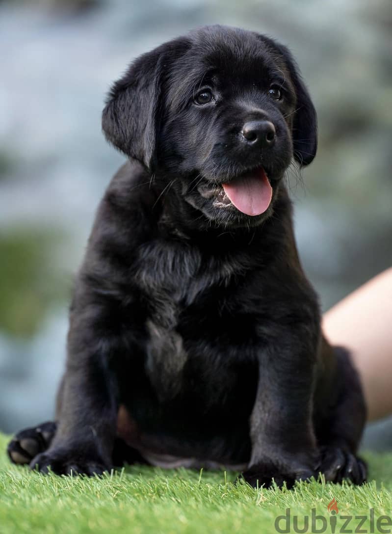 Labrador Male Black Imported Super Quality !!! 1
