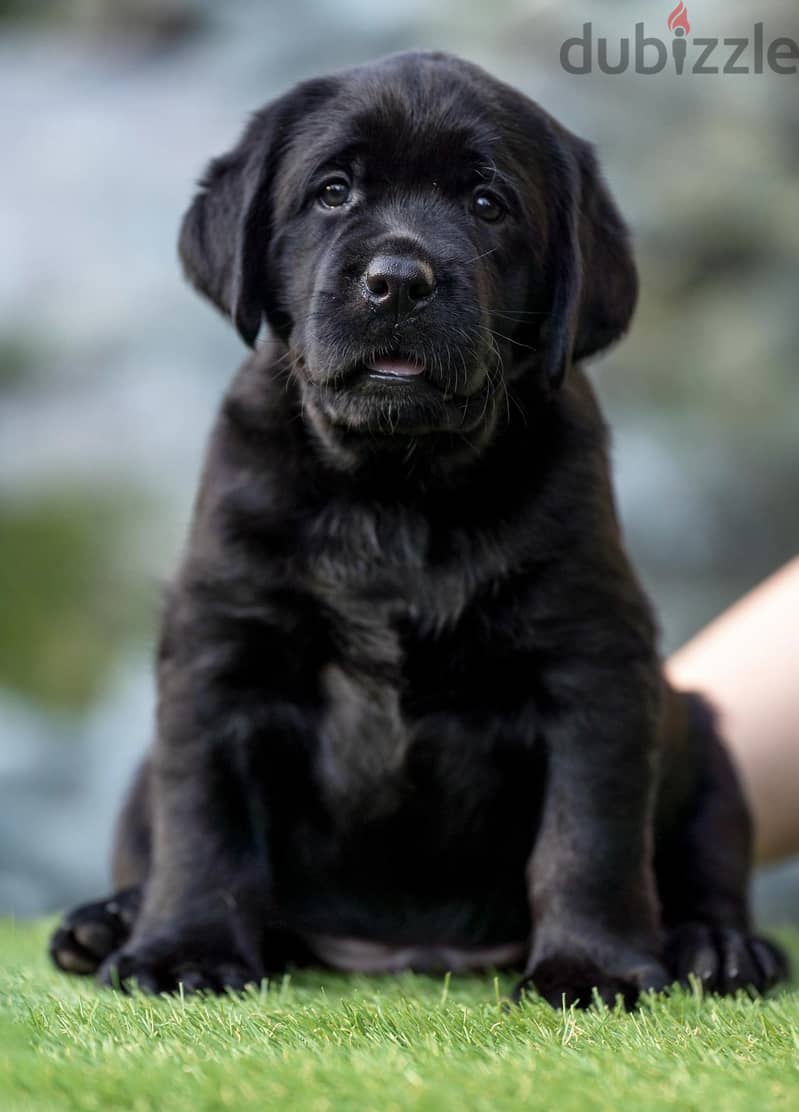Labrador Male Black Imported Super Quality !!! 2