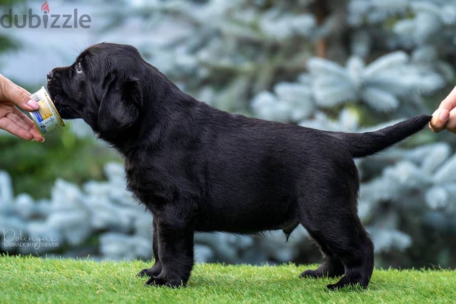 Labrador Male Black Imported Super Quality !!! 3