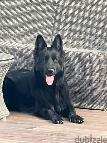 royal black  German shepherd 0