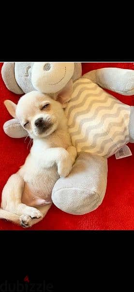 mini Chihuahua puppies