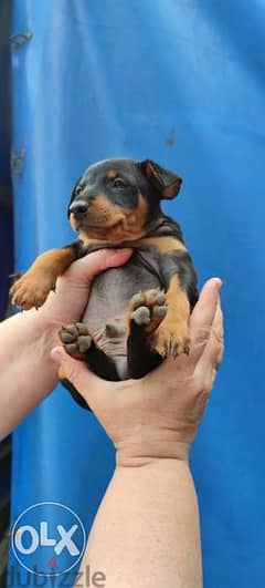 Blue miniature pinscher puppies for outlet sale