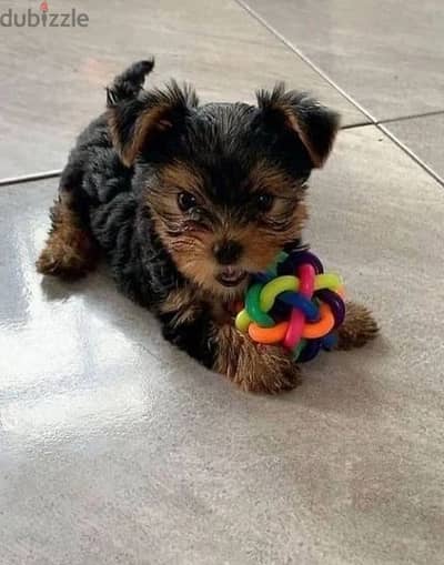 احلى واطعم يورك شاير توى سايز يوركشاير  Toy Yorkshire puppies