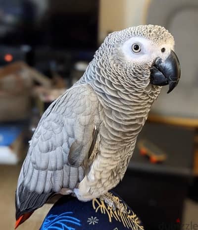 بغبغان زنجباري متكلم و مدرب(Gray casco)