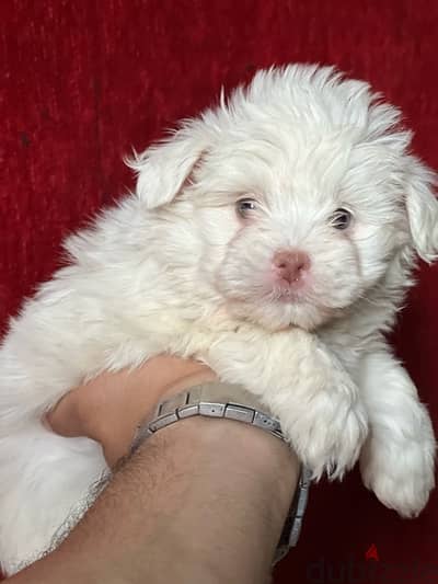 havanese puppy red nose