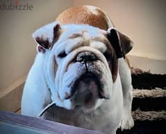 Best male English bulldog for mating