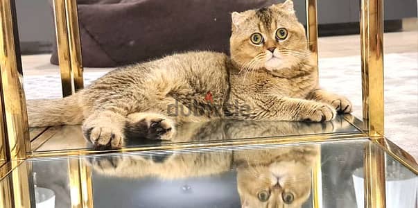 Monster Scottish Fold Male for Mating - للزواج فقط