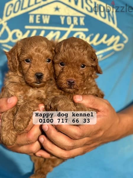 Tea cup poodle puppies top quailty 5