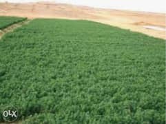 أجود أنواع الأرض الزراعية بالوادي الجديد بمدينة الفرافرة باللواء صبيح 0