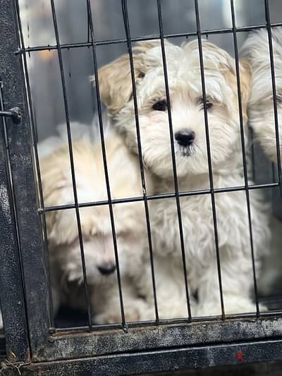 havanese puppy