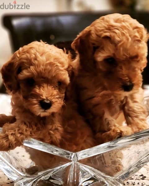 premium quality toy poodle puppies with passport , imported parents 0