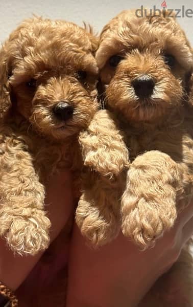 premium quality toy poodle puppies with passport , imported parents 1