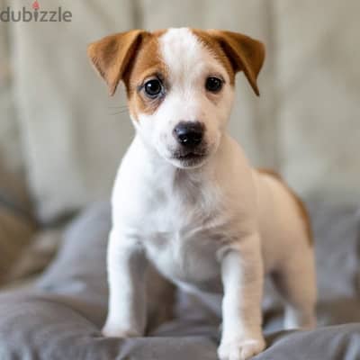 champion bloodline miniature jack Russell puppies , premium quality