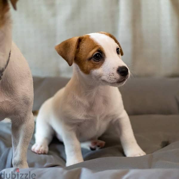 champion bloodline miniature jack Russell puppies , premium quality 1