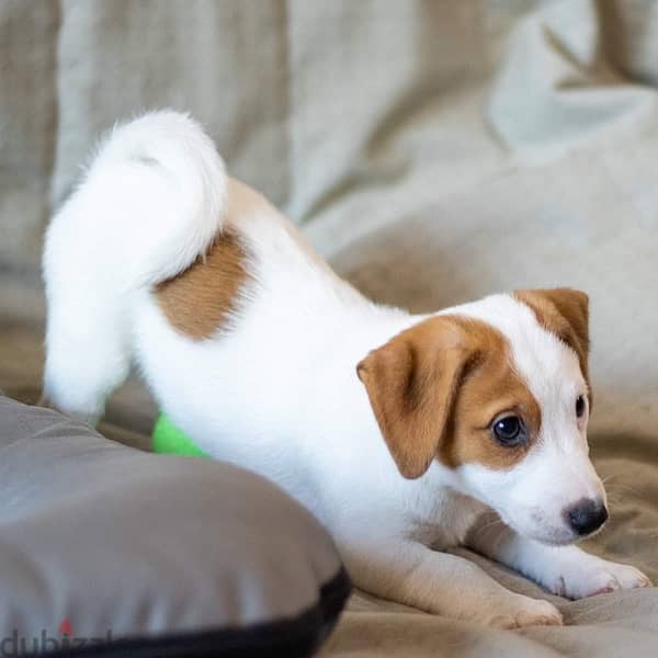 champion bloodline miniature jack Russell puppies , premium quality 2