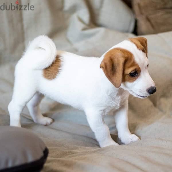 champion bloodline miniature jack Russell puppies , premium quality 3