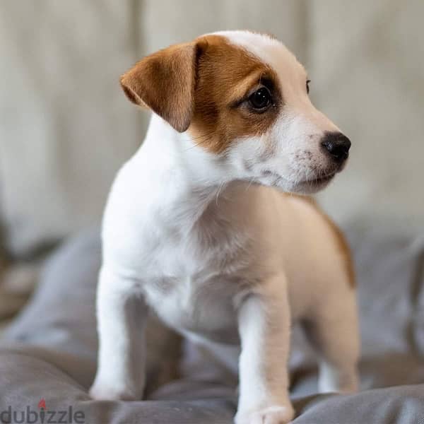 champion bloodline miniature jack Russell puppies , premium quality 4