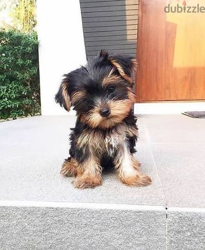 جراوى يوركشاير  مستو عالى  يورك شاير   Yorkshire puppies