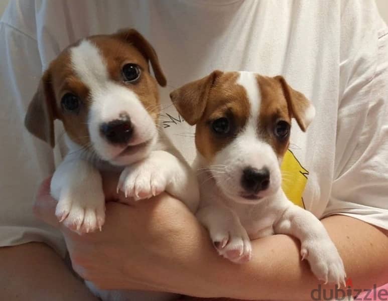 Jack Russell Puppies Imported from Europe 1