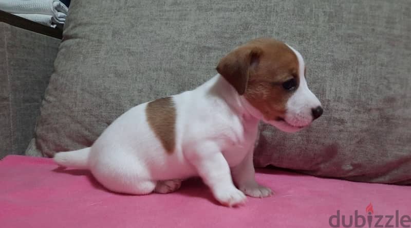 Jack Russell Puppies Imported from Europe 5