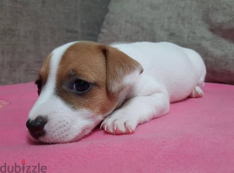 Jack Russell Puppies Imported from Europe 2