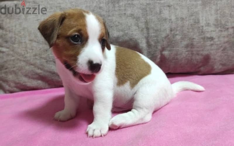 Jack Russell Puppies Imported from Europe 4