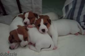 Jack Russell Puppies Imported from Europe 0