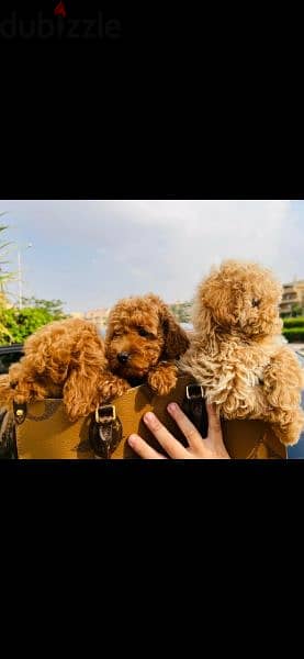 toy Poodle puppies available جراوي توي بودل للبيع 0