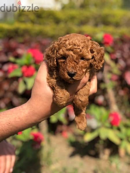 toy poodle puppy 0