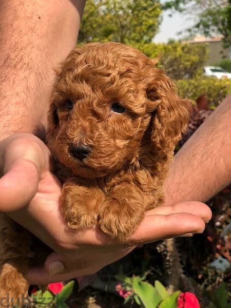 toy poodle puppy 1